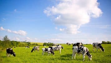 De nouvelles propositions pour introduire l'exception alimentaire et agricole dans les marchés publics